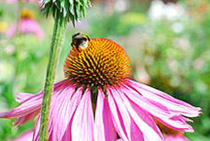 abeille en train de butiner le pollen d'une fleur rose