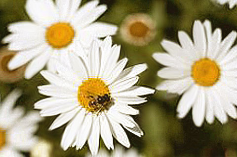 marguerites avec abeilles au printemps