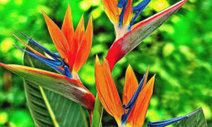 fleur exotique oranges bleues et vertes appelée oiseau de paradis