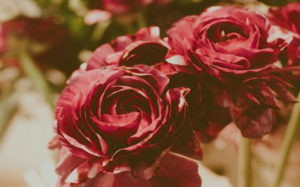 fleurs séchées rose