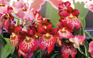 orchidées roses