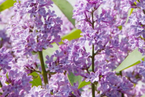 Lilas