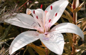 fleurs de lys gros plan