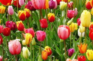 un champ de tulipes