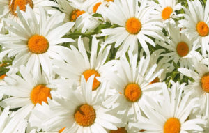 champs de marguerites