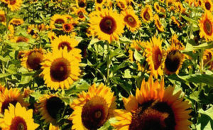 champ de tournesol