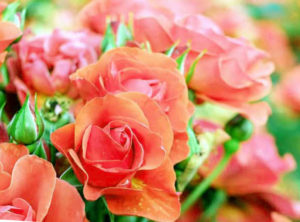 zoom sur des roses