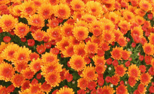 plein de chrysanthèmes