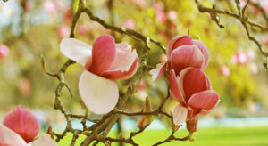 magnolias dans un arbre
