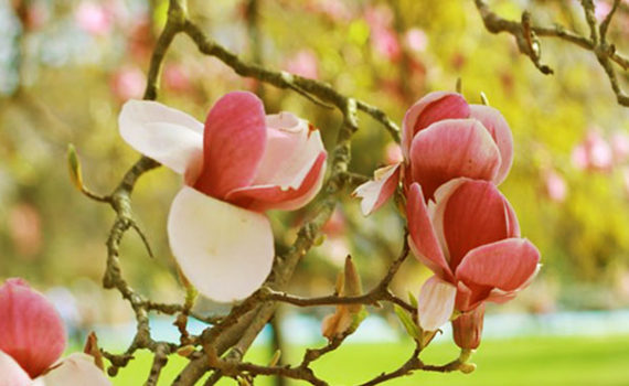 magnolias dans un arbre